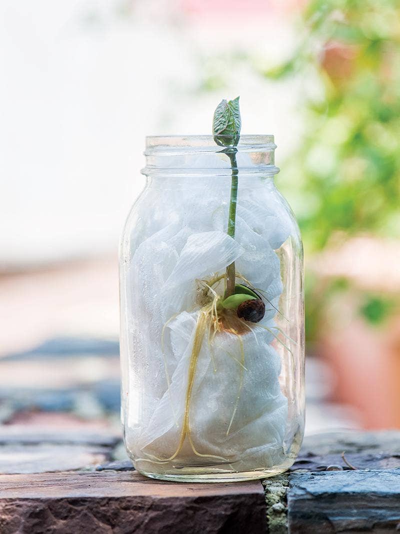 Starting Seeds in a Jar