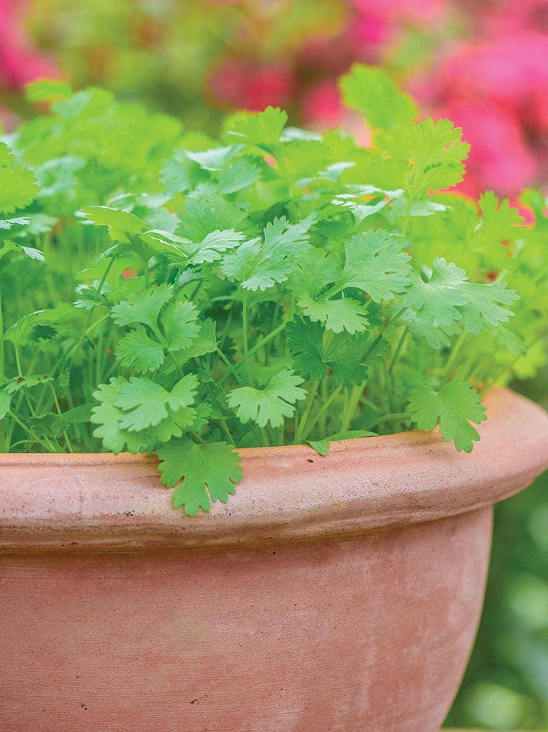 All About Cilantro