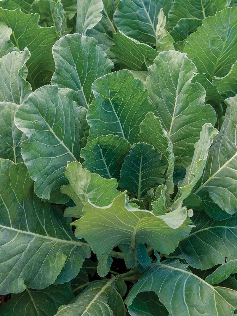 All About Collards