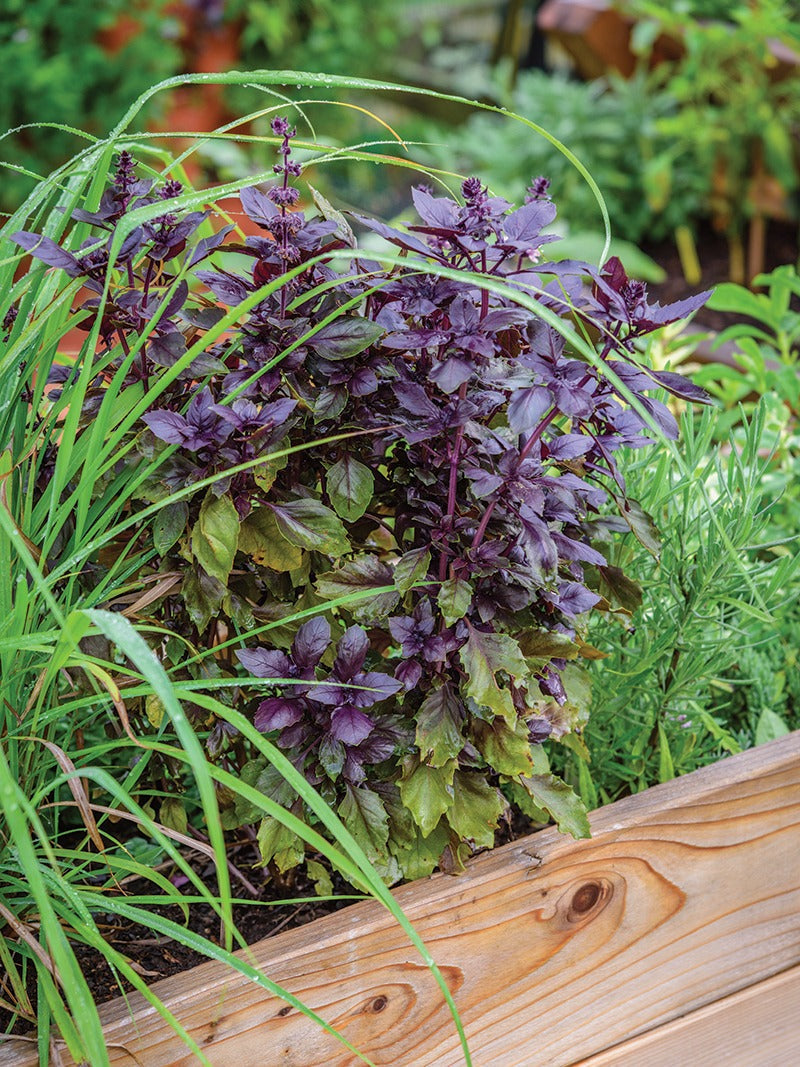 Short Season Herb Gardening