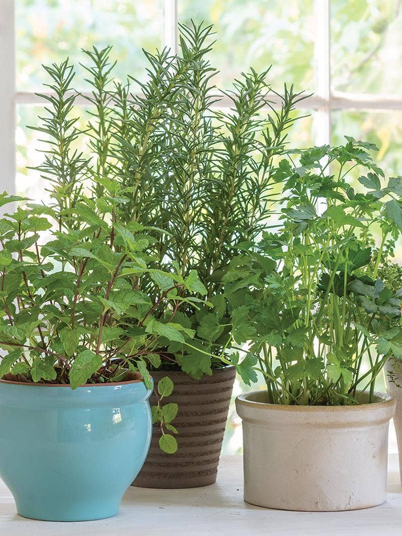 How to Grow Herbs in Containers - Gardening Video