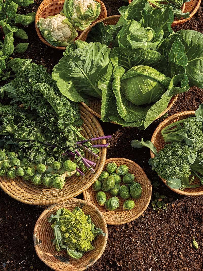 Freshly harvested fall vegetables.