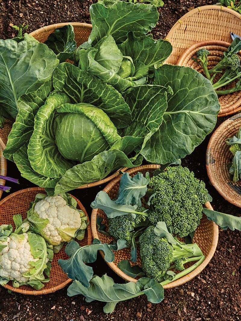 Start Your Garden with Cool Season Vegetables