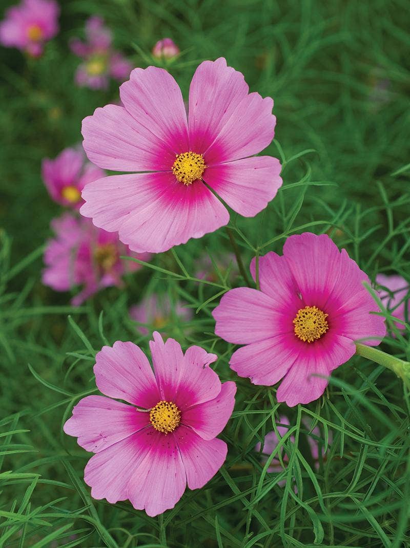 All About Cosmos