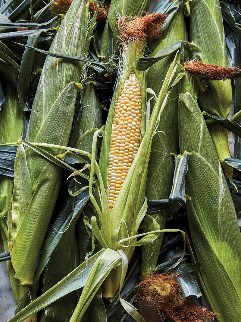 All About Corn