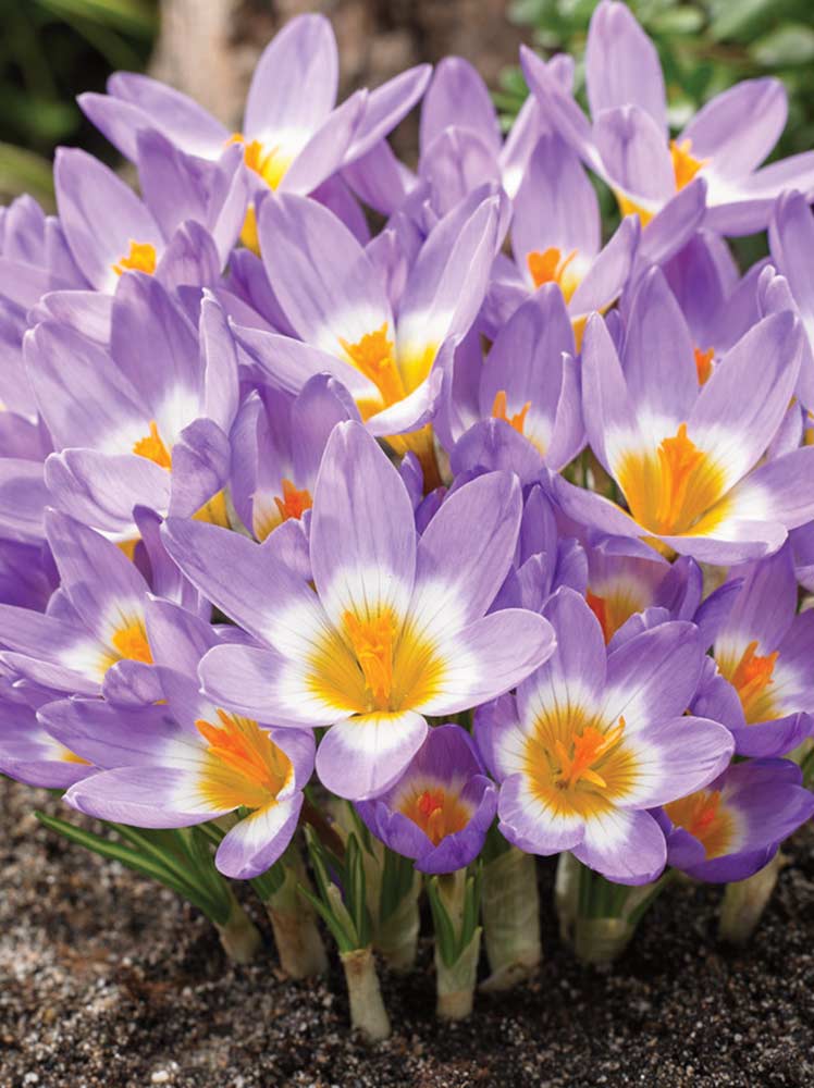 Crocus sieberi, Tricolor