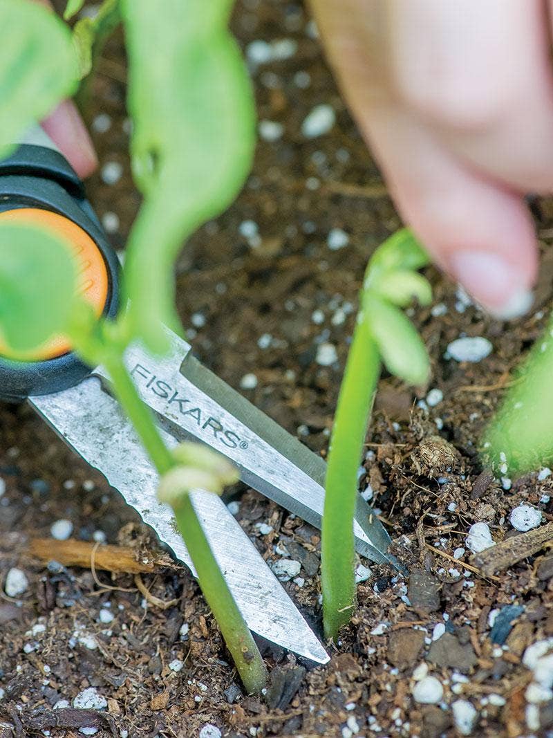 How to Thin Seedlings