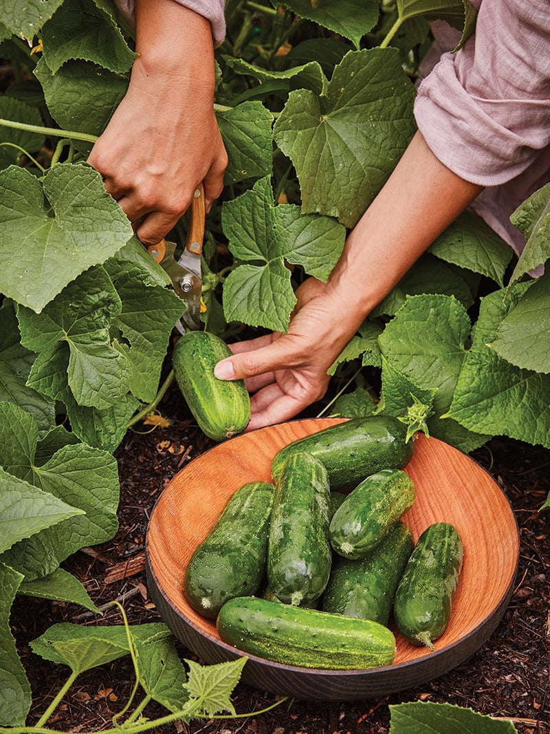 A gardener harvesting cucumbers.