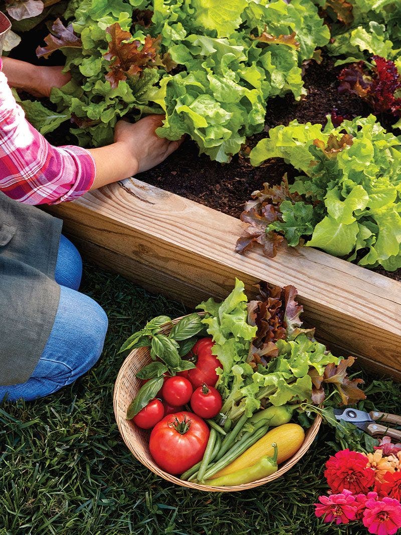 A gardener harvesting vegetables.