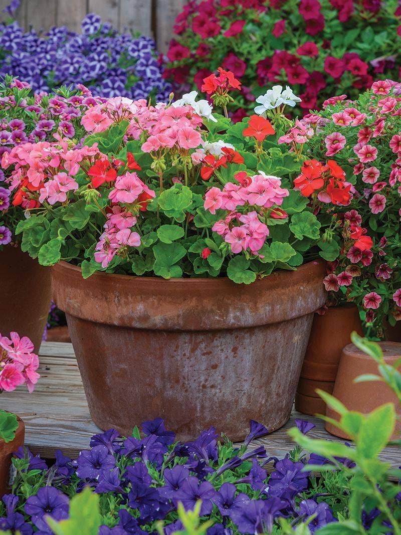 Colorful mixed flower container.
