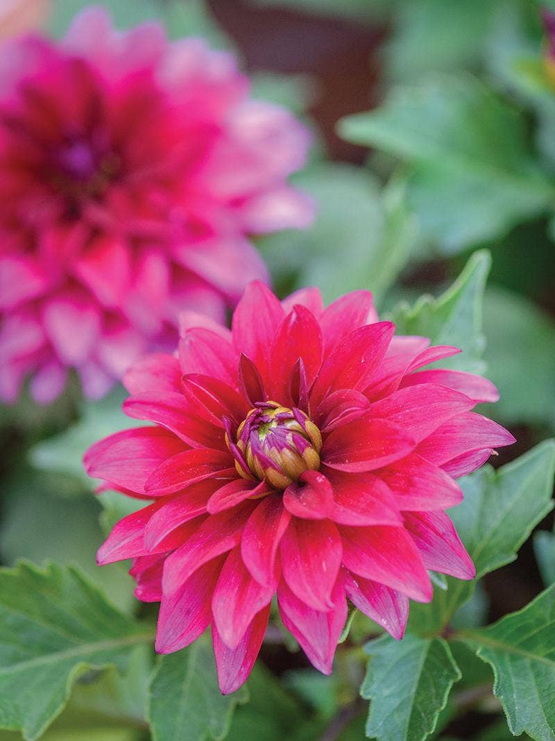 Dahlia Flower