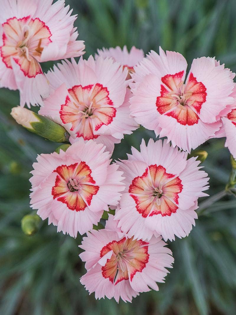 Dianthus