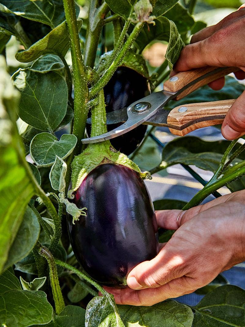 All About Eggplants