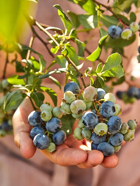 blueberries in garden