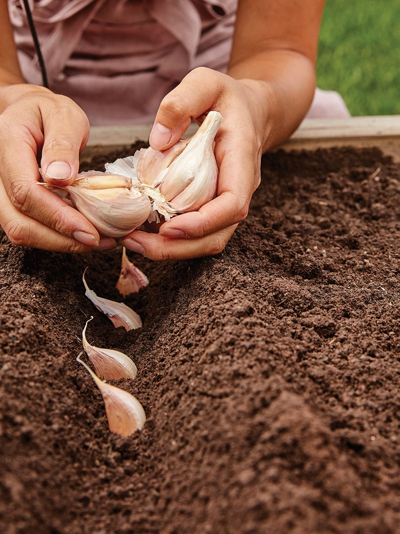 How to Grow Garlic: A Complete Guide 