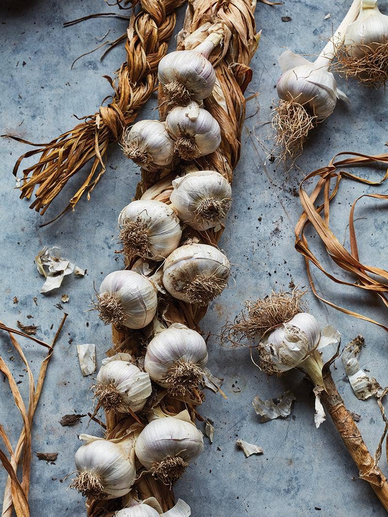 Garlic - Hardneck and Softneck