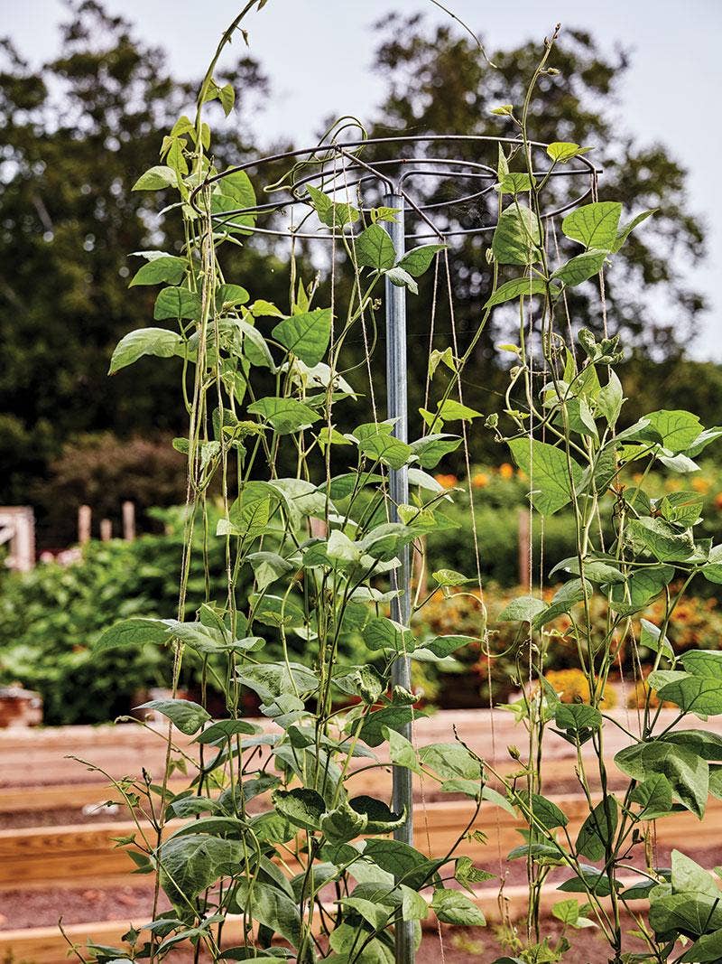 How to Use a Pole Bean & Pea Tower