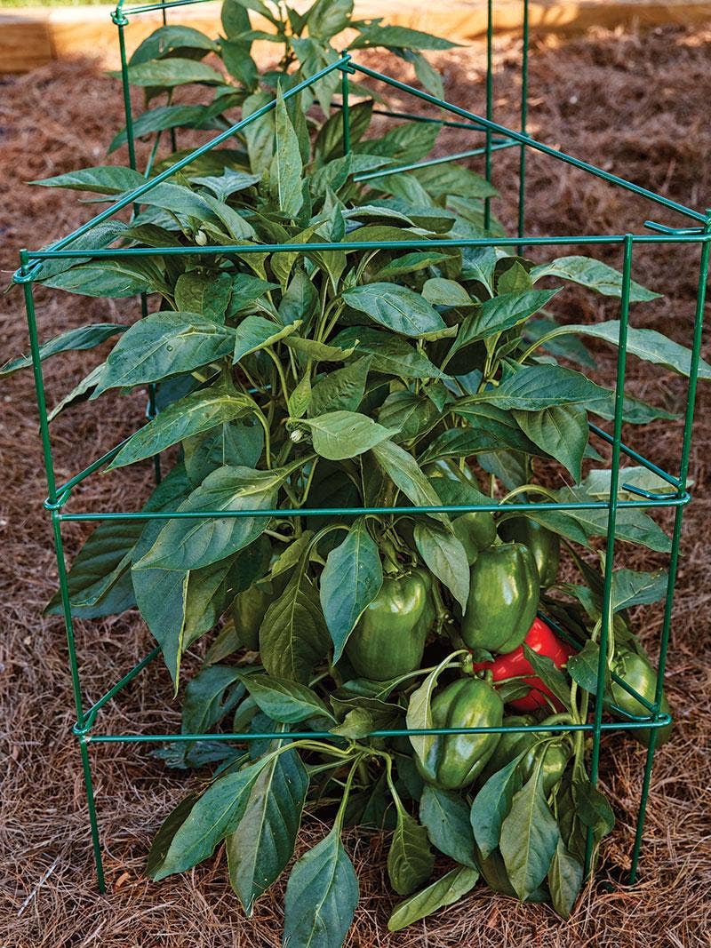 How to Use a Pepper & Eggplant Cage