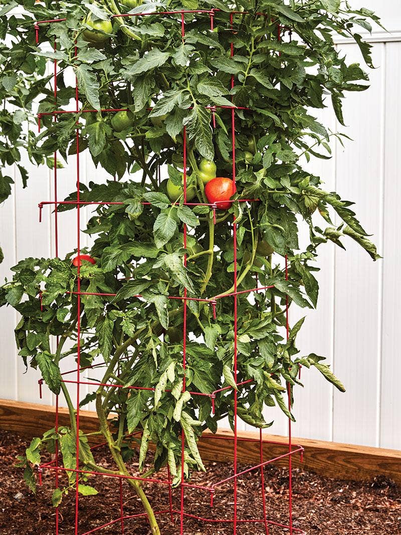 How to Use a Tomato Cage