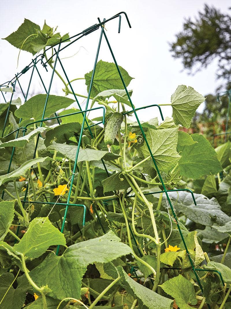 Cucumbers growing up A frame support.