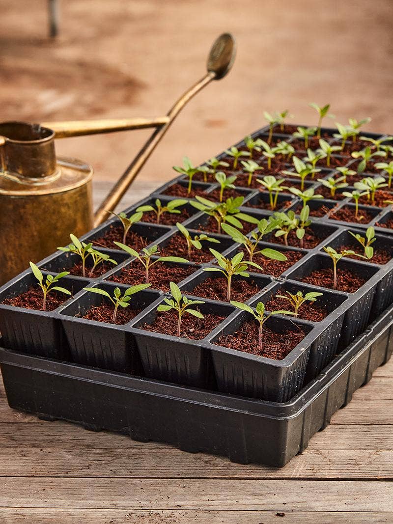 Burpee Self-Watering Seed Starting Kits