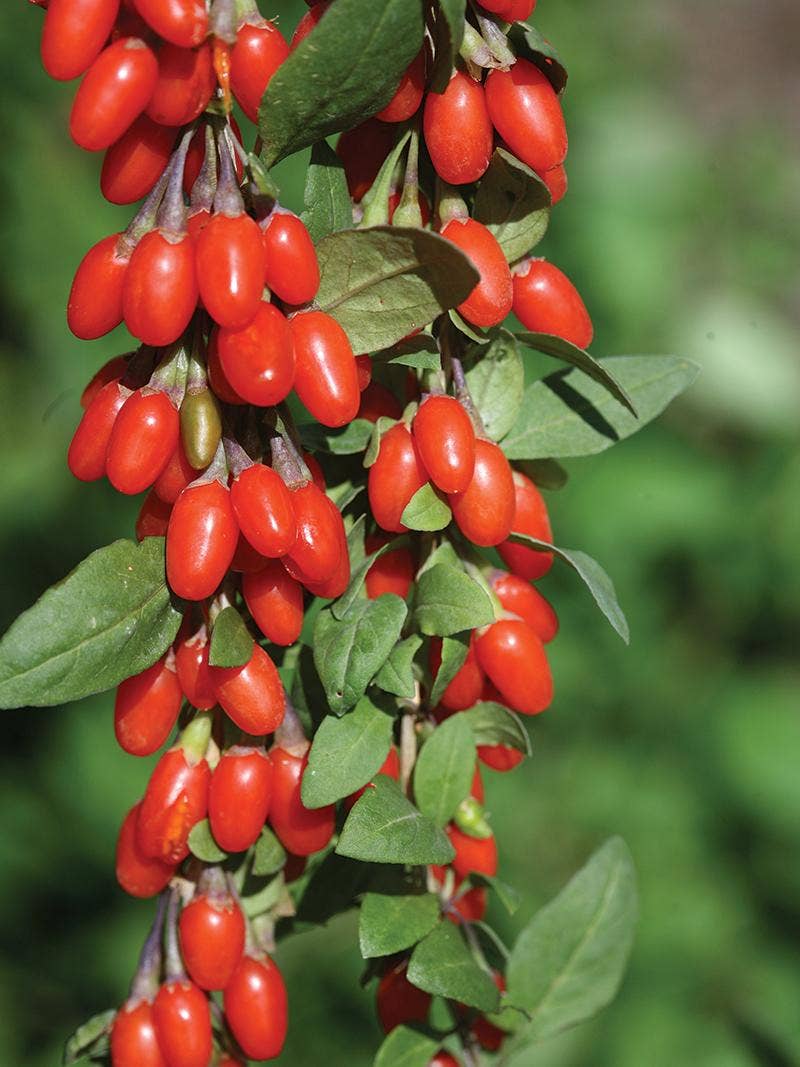 Goji Berries