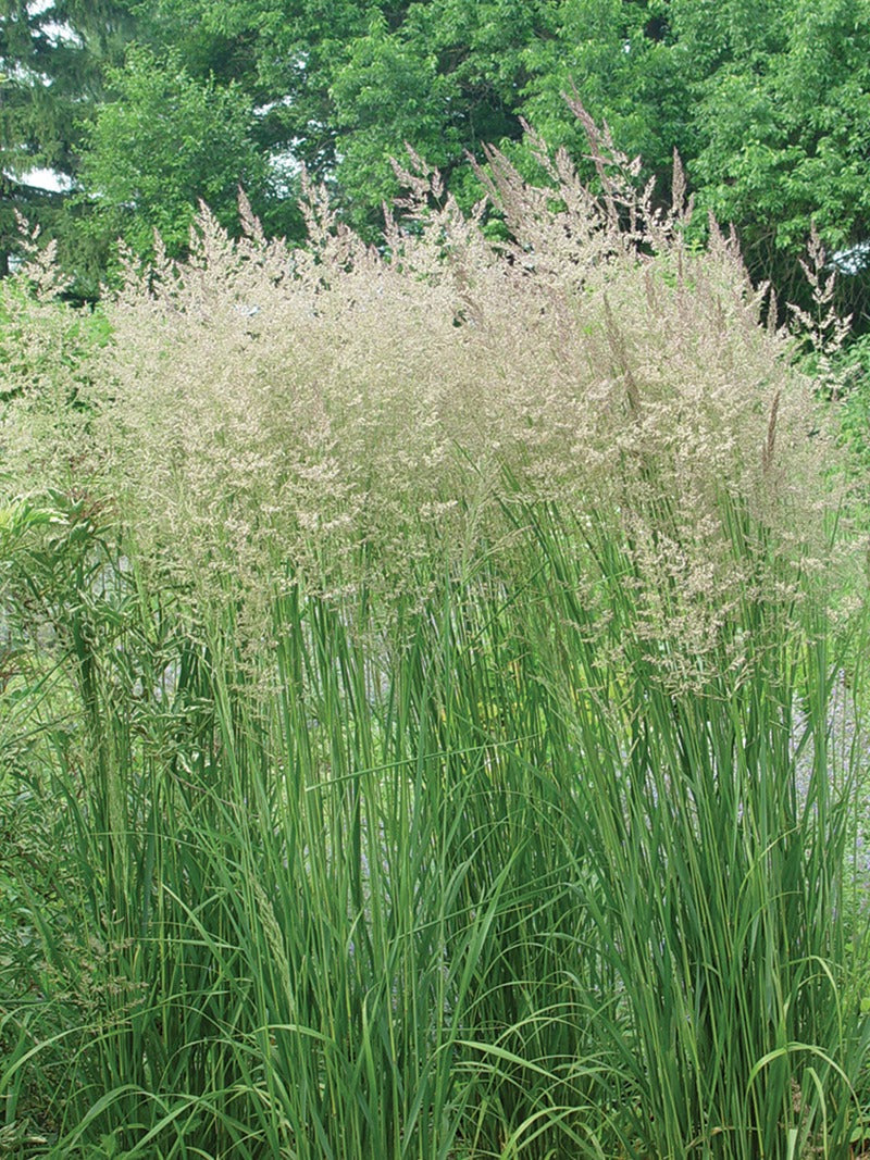 Ornamental Grass