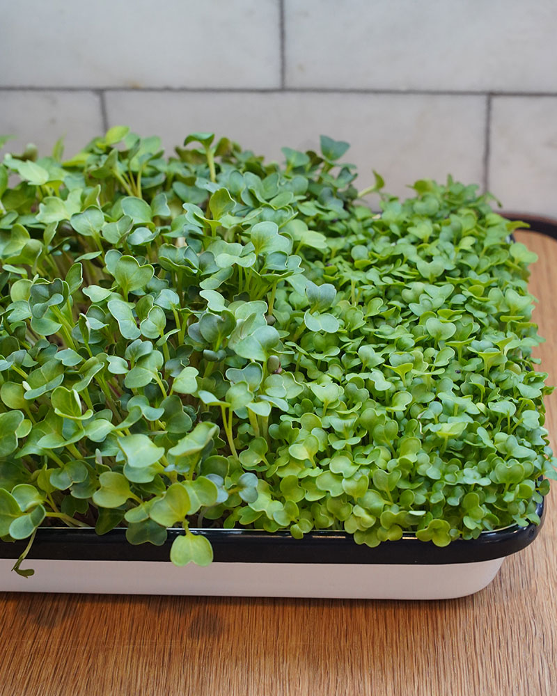 Everything You Should Know to Grow Microgreens