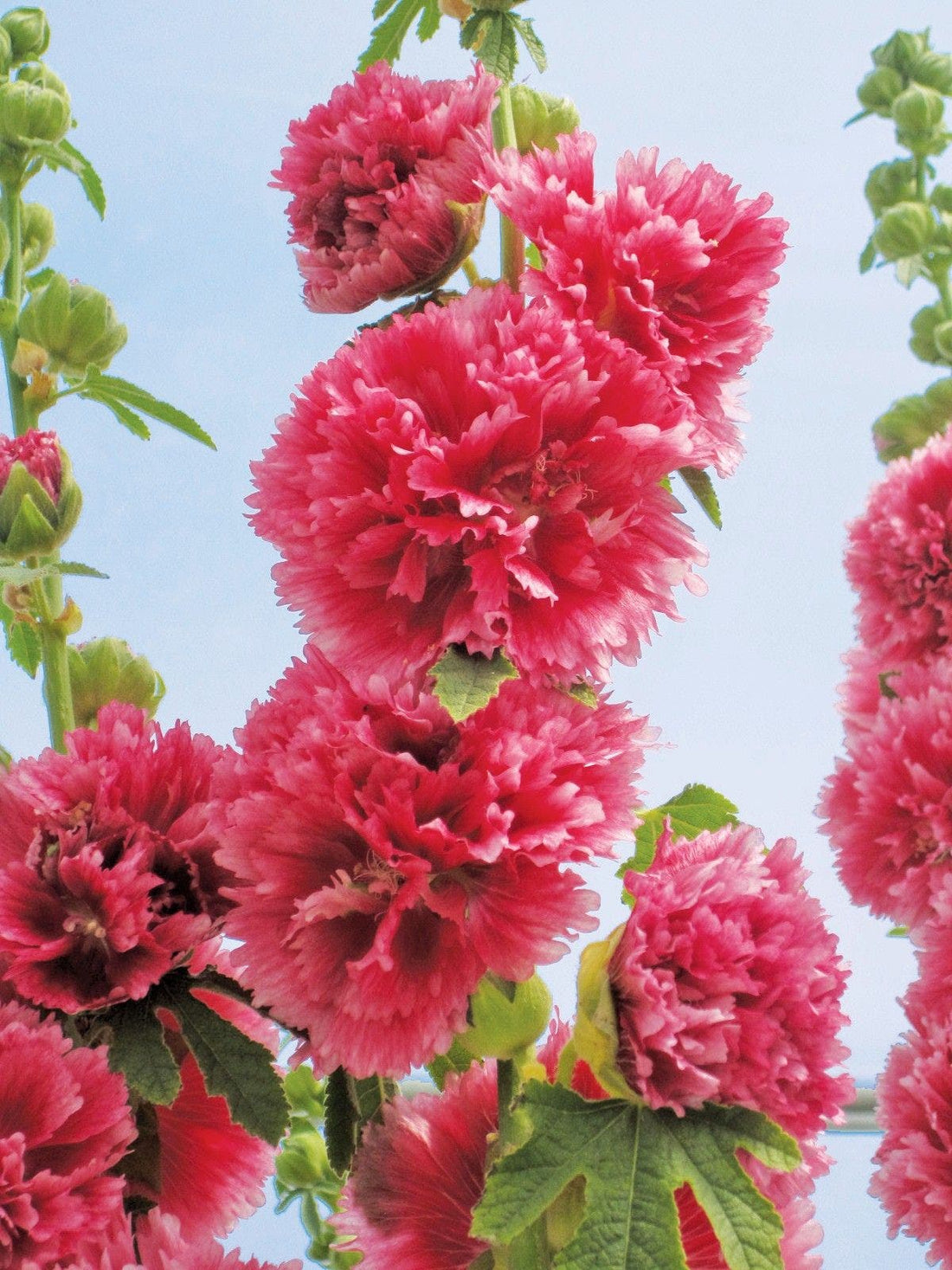 Hollyhock, Chaters Pink