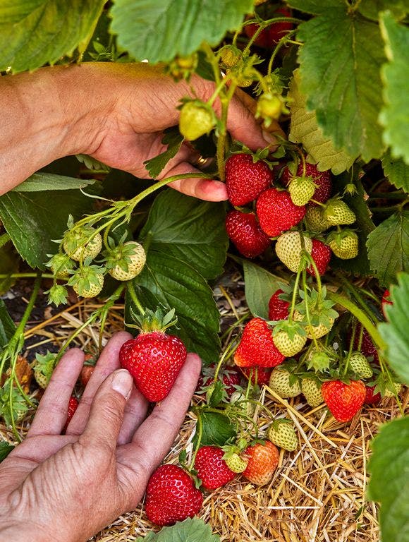 picking strawberry plants in garden