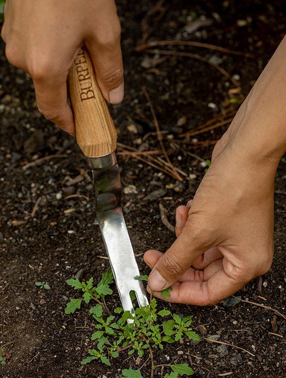 A gardener using Burpee's Stainless Steel Weeder to effortlessly remove a weed from the garden soil.
