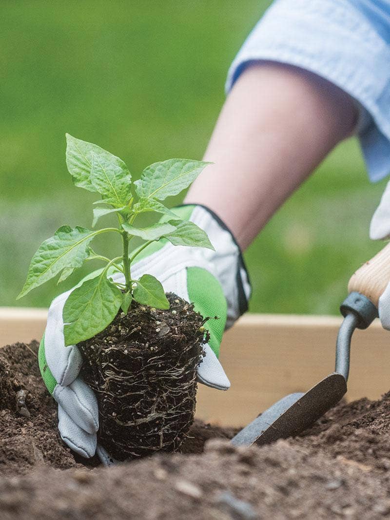 Transplanting Plants From Indoors to Outdoors