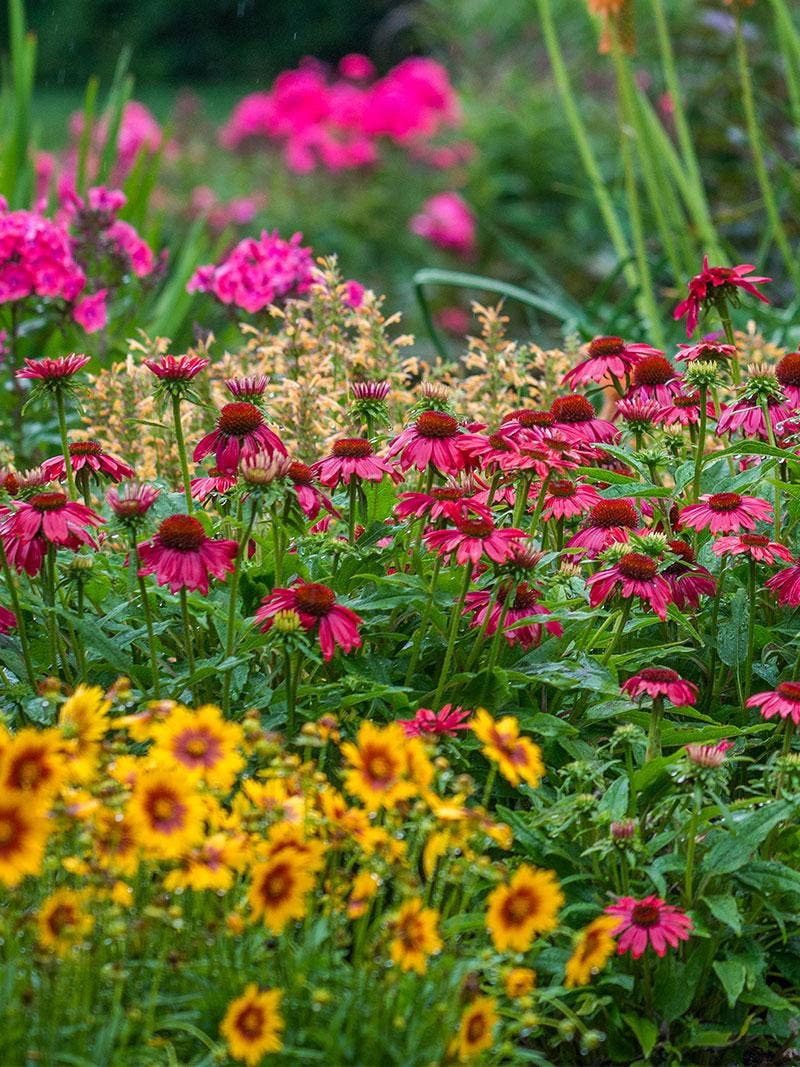 Perennial flowers for all seasons