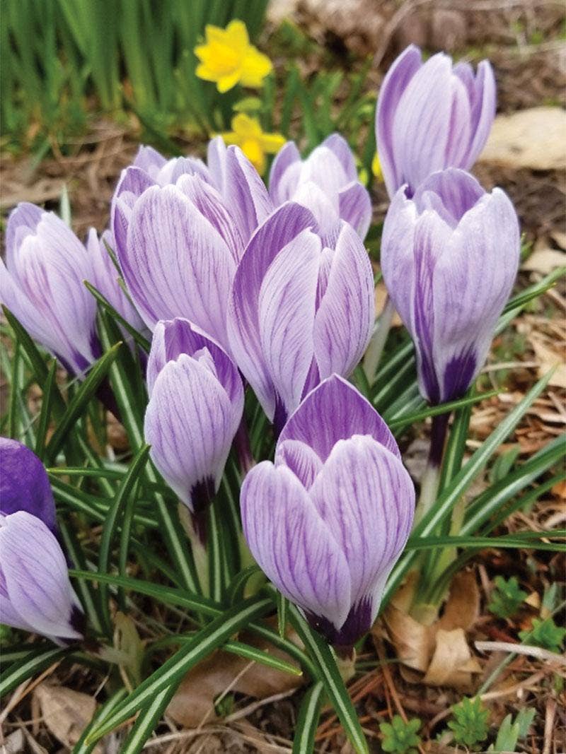 Early Blooming Flowers