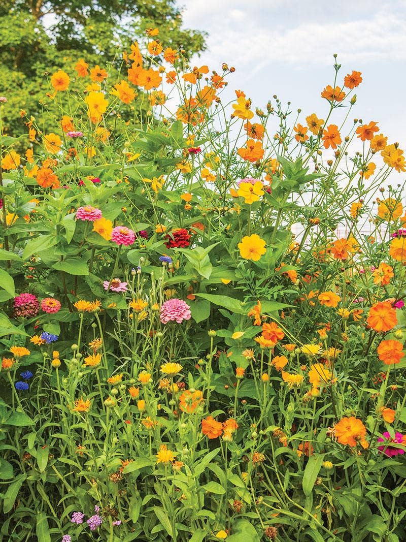 Flower Gardening for Beginners