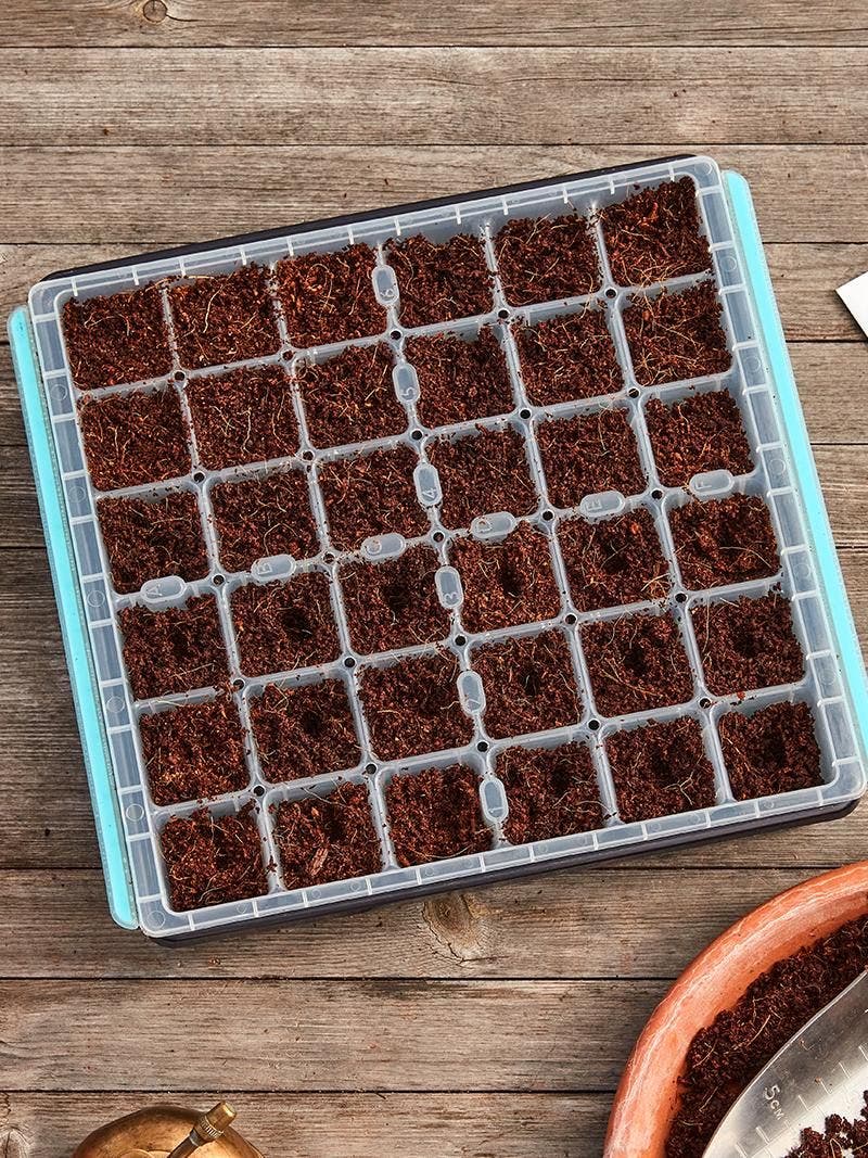 Why Did My Seeds Not Sprout? Learn the Reasons for Seeds Not Germinating