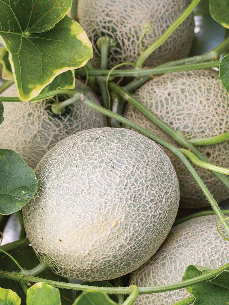 Tips for Growing Fruits and Vegetables Together in Your Garden
