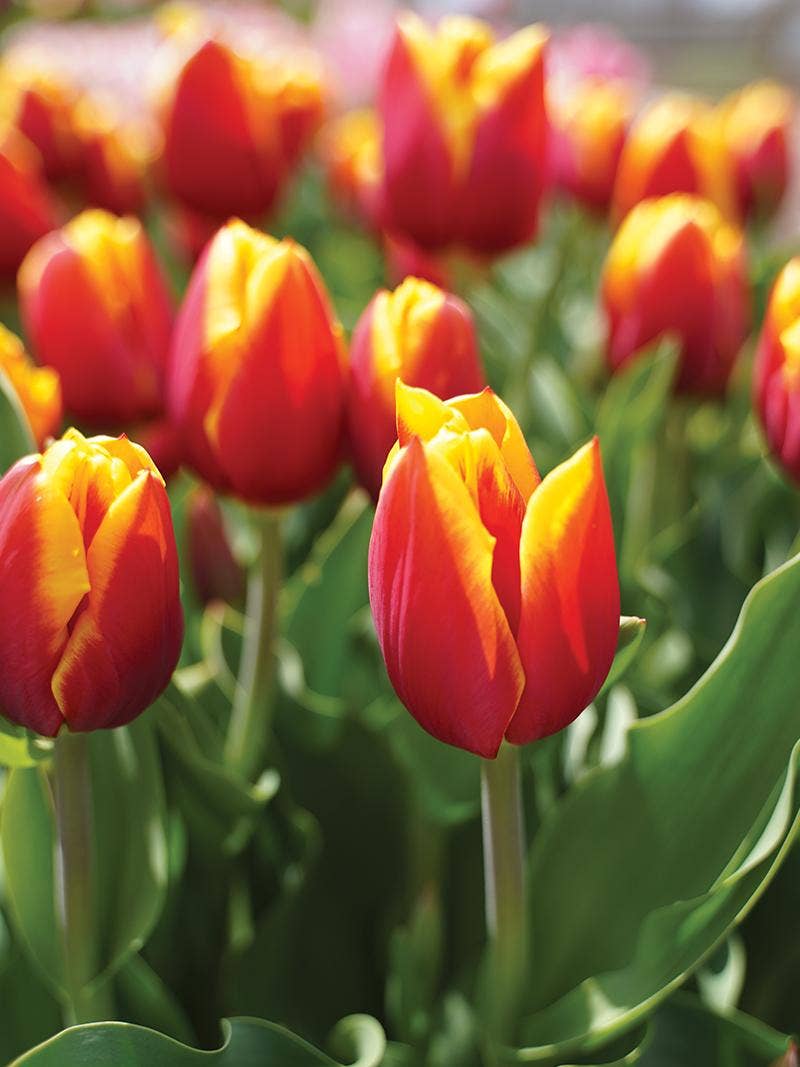 tulips in a garden