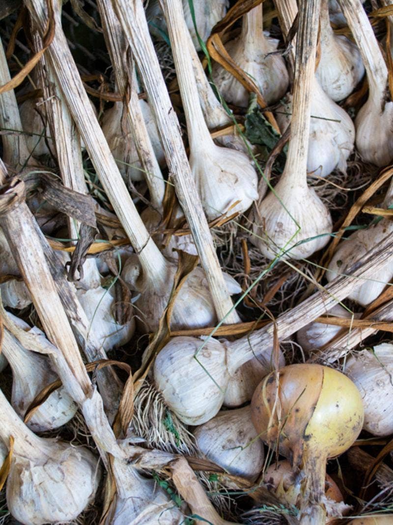 Harvested garlic bulbs.