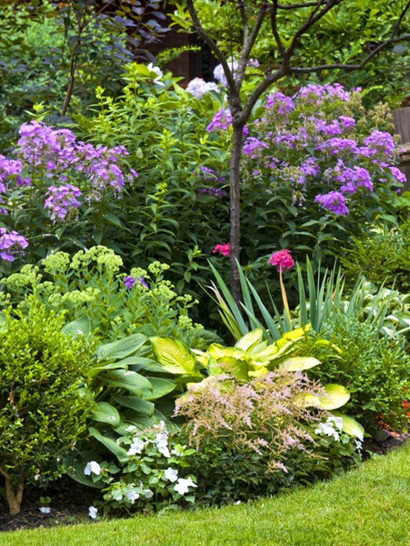A perennial garden in bloom.