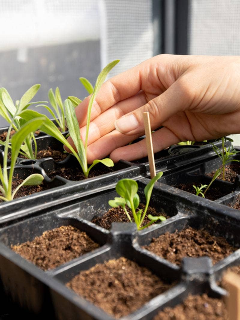 A woman tends to seedlings.