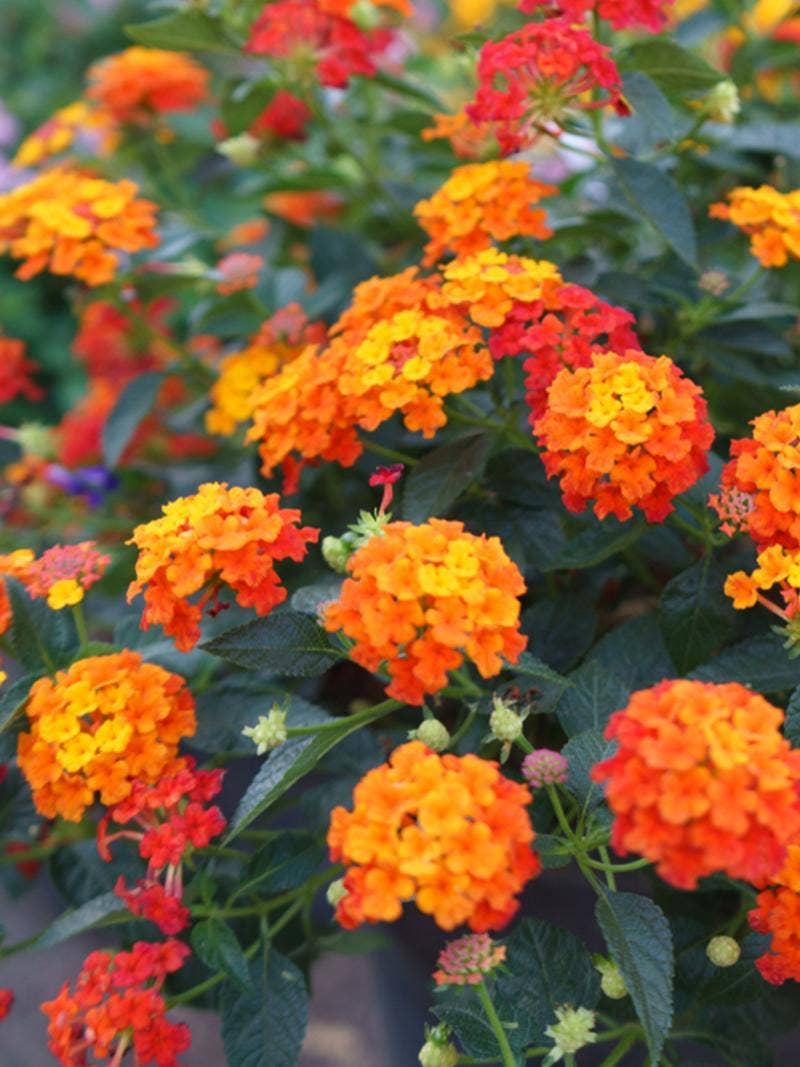 A lantana plant.