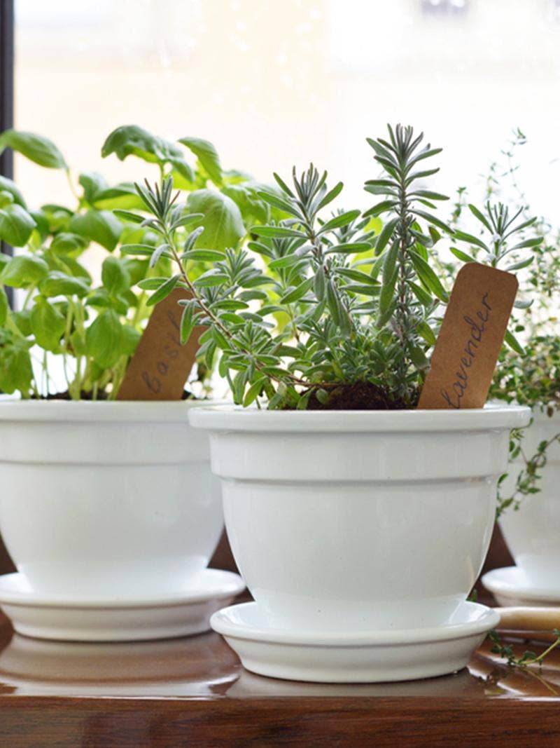 Herbs growing indoors.