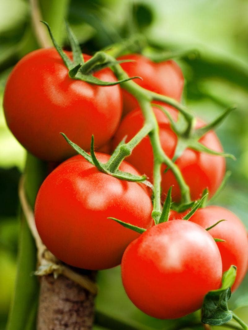 Tomatoes growing on the vine.
