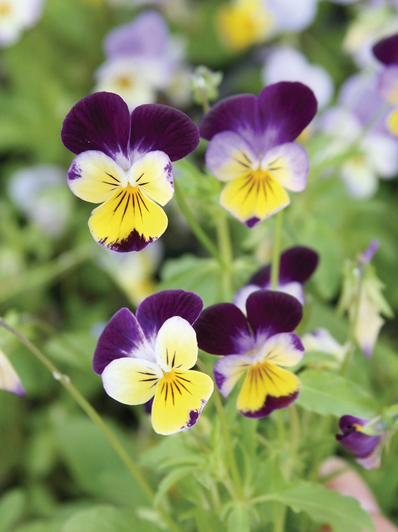 Pansy blooming in winter.