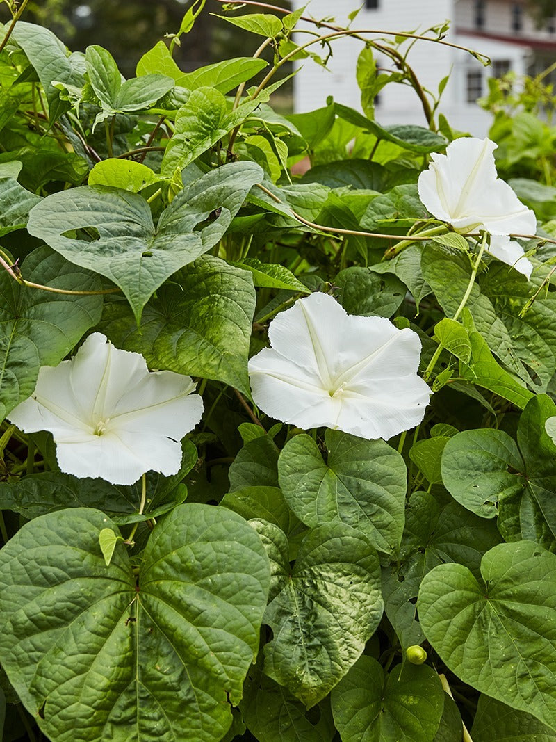 A white moonflower.