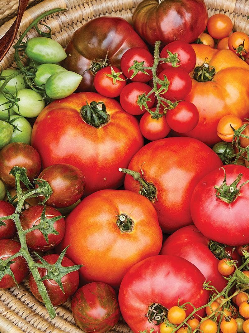 Tomatoes in a basket.