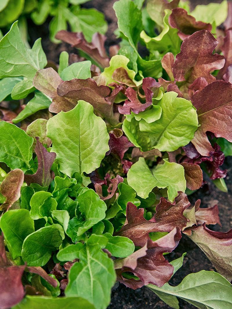 Mixed lettuce.