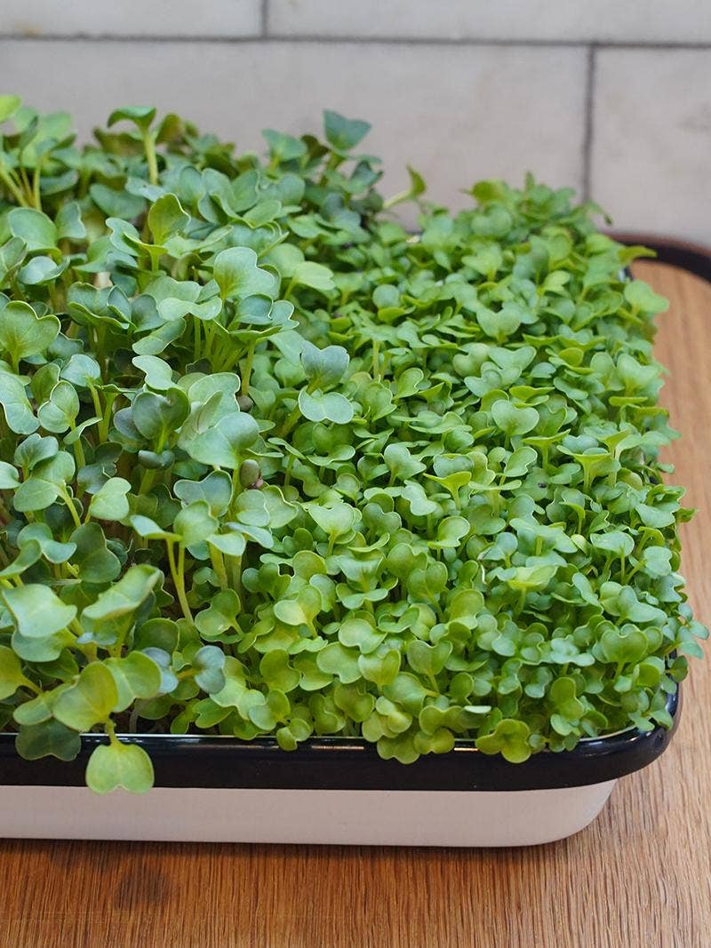 Microgreens growing in a tray placed on a table.