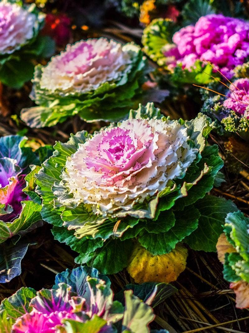 Outdoor Winter Plants to Enjoy This Season